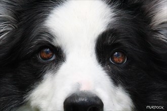 Close-up of a Border Collie with piercing eyes and fluffy black and white fur, Amazing Dogs in the