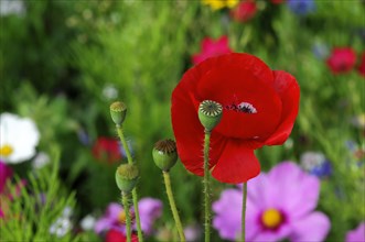 A field with red poppy flowers (Papaver rhoeas), and visible seed capsules, Stuttgart,