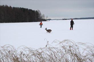 European roe deer (Capreolus capreolus) running between hunters across a snow-covered meadow,