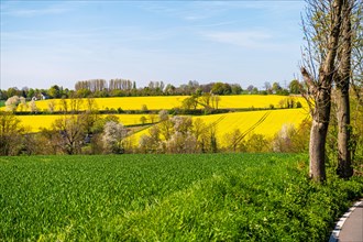 A green meadow in the foreground with yellow rapeseed fields and trees in the background, rapeseed,