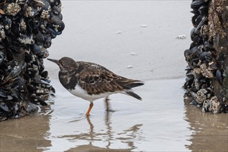 A sandpiper next to shells at the edge of the water on a sandy beach