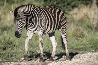 Plains zebra (Equus quagga) with oxpecker, Madikwe Game Reserve, North West Province, South Africa,