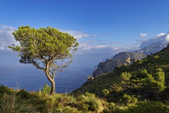 A lone tree stands on a cliff overlooking the Mediterranean Sea under a blue sky, Hiking tour in