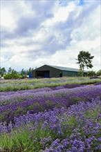 Lavender (Lavandula), lavender field on a farm, different varieties, Cotswolds Lavender, Snowshill,