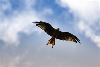 Red kite (Milvus milvus) in flight looking for prey, silhouette in the evening sky, Wales, Great