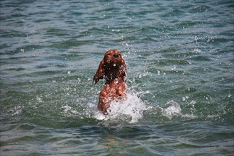 A wet brown dog splashing through water, Amazing Dogs in the Nature