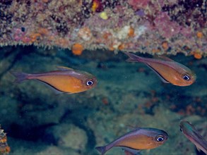 Shoal, group of hatchetfish (Pempheris schomburgkii), dive site John Pennekamp Coral Reef State