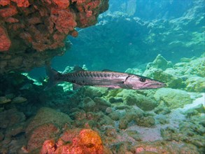 Great barracuda (Sphyraena barracuda), dive site John Pennekamp Coral Reef State Park, Key Largo,