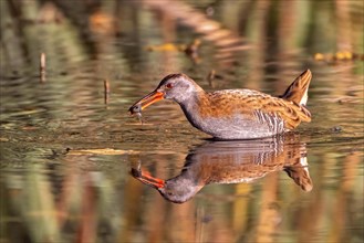 A water rail with brown feathers is feeding in calm water with a reflection and reeds in the