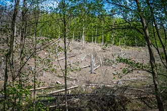 Cleared forest area with cut down tree trunks on the ground, Felderbachtal, Langenberg, Mettmann