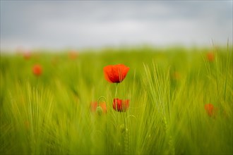 Red poppy in the foreground with a blurred field of green rye in the background, poppy, papaver