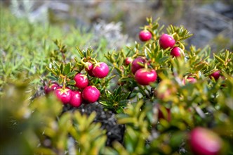 Red crowberry (Empetrum rubrum), typical of the Patagonian Andes, in Perito Moreno National Park,