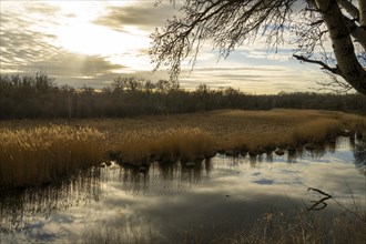 Riparian forest, evening mood, reeds, Lower Austria