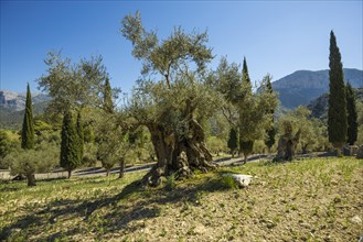 Olive trees and cypresses, Orient, Serra de Tramuntana, Majorca, Majorca, Balearic Islands, Spain,