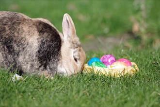 Rabbit (Oryctolagus cuniculus domestica), Hare, Easter, Easter eggs, Garden, Germany, A domestic