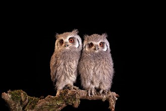 Southern white-faced owl (Ptilopsis granti), juvenile, two juveniles, siblings, at night, on guard,