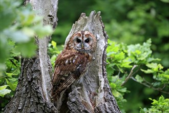 Tawny owl (Strix aluco), adult, on tree, vigilant, Scotland, Great Britain