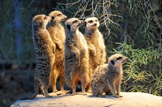 A group of alert meerkats (Suricata suricatta), captive, in their natural habitat, Stuttgart,