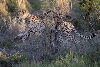Cheetah (Acinonyx jubatus), Madikwe Game Reserve, North West Province, South Africa, RSA, Africa