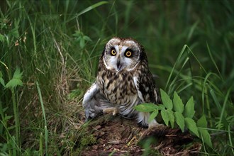 Short-eared owl (Asio flammeus), adult, on the ground, calling, Great Britain