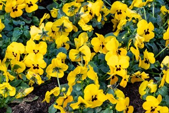 Vibrant yellow pansies in full bloom with visible leaves