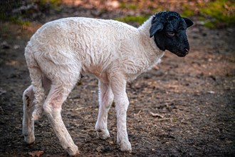 A young domestic sheep (Ovis aries) with white fur and black head, Leuna, Saxony-Anhalt, Germany,