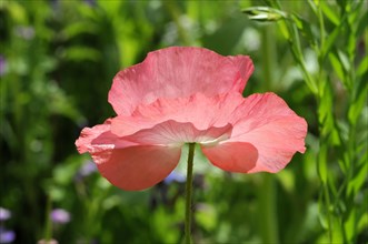 A pale pink poppy flower (Papaver rhoeas) with soft petals contrasts with the green background,