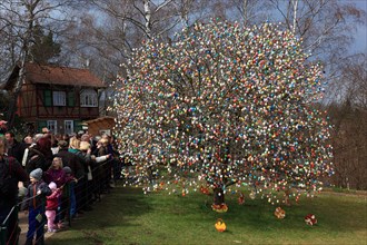 Many colourful Easter eggs on a tree, Easter custom, The Saalfeld Easter egg tree, an apple tree of