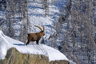 Alpine ibex (Capra ibex) male with large horns looking over mountain slope with coniferous trees in