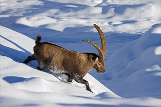 Alpine ibex (Capra ibex) male with large horns descending mountain slope in deep snow in winter in