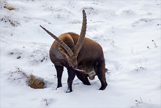 Alpine ibex (Capra ibex) male with erect penis during the rut on snow covered mountain slope in