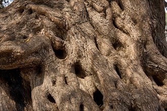 Bark from an old gnarled olive tree in the olive grove of Lun, Vrtovi Lunjskih Maslina, Wild olive