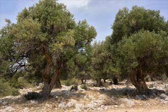 Old, gnarled olive trees in the olive grove of Lun, Vrtovi Lunjskih Maslina, Wild olive (Olea