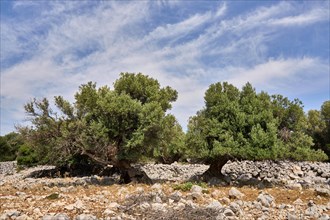 Two old, gnarled olive trees in the olive grove of Lun, Vrtovi Lunjskih Maslina, Wild olive (Olea