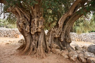 The oldest olive tree in the Lun olive grove, estimated to be between 1, 600 and 2, 000 years old,