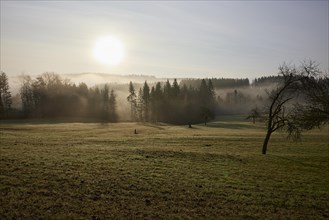 Landscape in the Black Forest in foggy backlight with meadow, conifers, hills and forest near