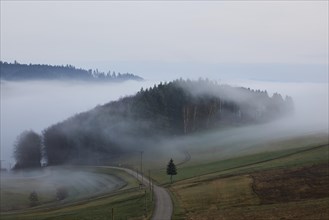 Landscape in the Black Forest with hills, road and forest in the morning with fog near Hofstetten,