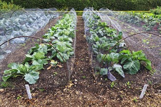 Down House Garden, various cabbage plants in the vegetable garden at the home of the British