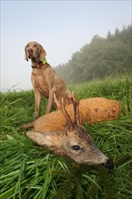 Hunting dog Weimaraner shorthair with shot european roe deer (Capreolus capreolus) Allgaeu,