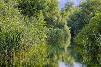 Waterway at Lacul Isac in the UNESCO Danube Delta Biosphere Reserve. Munghiol, Tulcea, Romania,