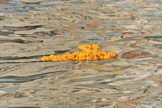 Orange flowers floating on the surface of a polluted river, Varanasi, Uttar Pradesh, India, Asia