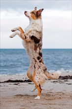 Australian Shepherd, Aussie, breed of herding dog from the United States, standing up on the beach