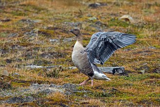 Pink-footed goose (Anser brachyrhynchus) flapping wings on the tundra in summer, Svalbard,