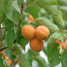 Apricots (Prunus armeniaca 'Goldbar'), BS Schreiber, Poysdorf, 14