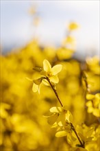 A branch of forsythia with bright yellow flowers in the warm sunlight