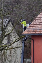 Tree care with working platform and chainsaw, Kempten, Allgaeu, Bavaria, Germany, Europe