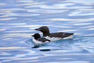 Thick-billed murre, Bruennich's guillemot (Uria lomvia) adult swimming with chick in sea water of