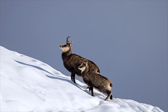 Alpine chamois (Rupicapra rupicapra) female with kid, young foraging in the snow in winter in the