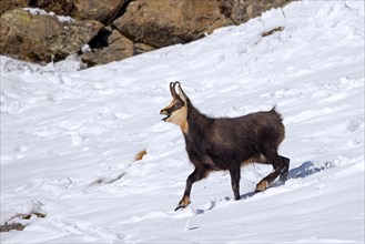 Alpine chamois (Rupicapra rupicapra) male on mountain slope in the snow calling during the rut in