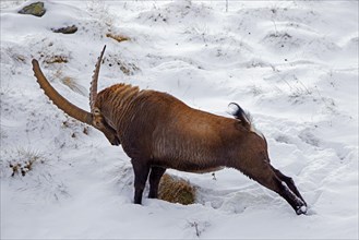 Alpine ibex (Capra ibex) male with large horns stretching hind limbs on mountain slope covered in